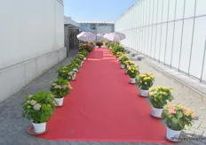 The red carpet to the Agriom showroom.